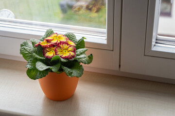 Primula yellow flower with a red border in a flowerpot.