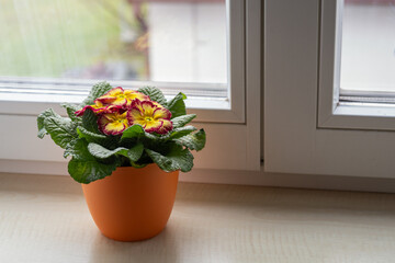 Primula yellow flower with a red border in a flowerpot.