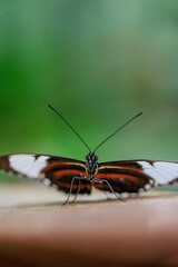 Fototapeta na wymiar Schmetterling mit Macro aufgenommen