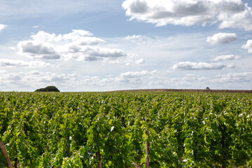 Fototapeta na wymiar Landscape of vines in South West of France