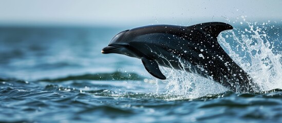 A fun-loving black dolphin called Lagernohynchus obscurus frolics in the ocean.