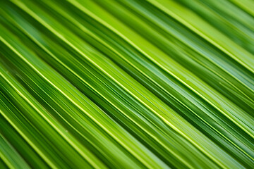 Green palm leaf striped background, close up