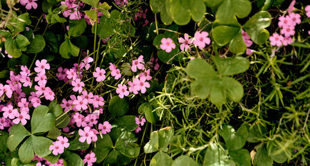 Rosemary (Salvia rosmarinus) and 
giant clover (Trifolium, Oxalis articulata) in the patio of a...