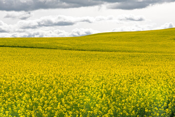 Obraz premium Yellow rapeseed field landscape rapeseed field on a warm summer day