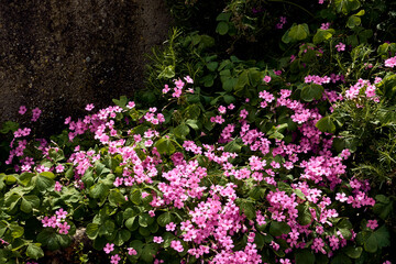 Rosemary (Salvia rosmarinus) and 
giant clover (Trifolium, Oxalis articulata) in the patio of a town house. Detail plan.