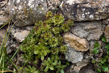 Immortelles (Sempervivum) and ivy (Hedera) in the patio of a town house. Detail plan in stone planter.