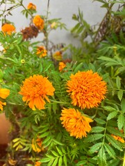 orange flowers