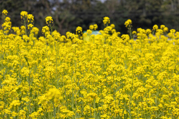 Yellow mustard field background. Beautiful village field view in Bangladesh. 