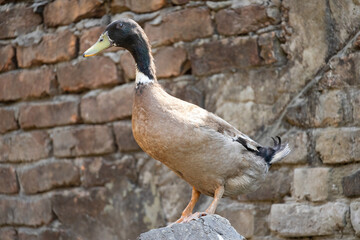 A domestic duck standing on a stone, old brick background behind. Ducks are birds and are known as...