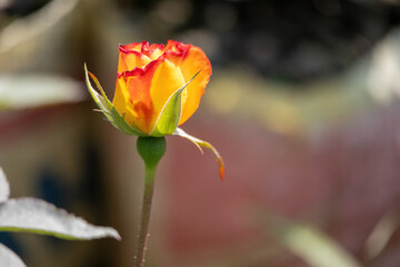 Beautiful yellow and orange rose buds in the nature garden. 