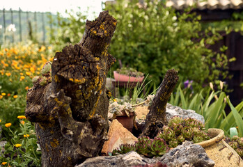 Trunk with lichens. Marigolds (Calendula officinalis), lilies (Iris) and immortelles (Sempervivum) in the patio of a town house. Detail plan in stone planter with antique ornament.