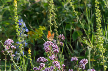 an orange butterfly on the flowers of oregano