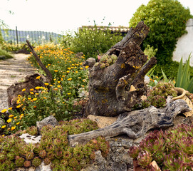 Trunk with lichens. Marigolds (Calendula officinalis), lilies (Iris) and immortelles (Sempervivum) in the patio of a town house. Detail plan in stone planter with antique ornament.