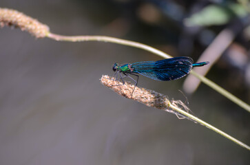 a blue dragonfly on the grass