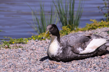 A grey duck lies on the shore of a lake