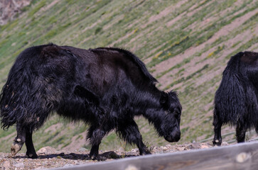 a black yak on the background of a green mountainside