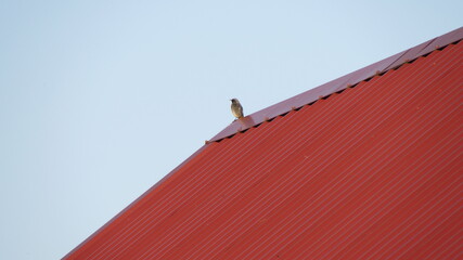 roof and sky