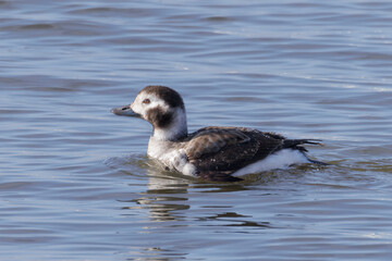 Long Tailed Duck (Female)(2024)