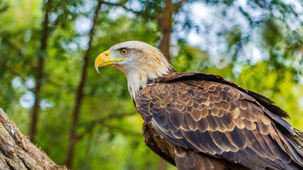 Fototapeta premium Close-up view of an eagle sitting on a tree branch