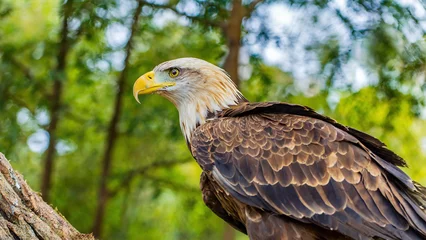 Foto op Plexiglas Close-up view of an eagle sitting on a tree branch © Ruslan