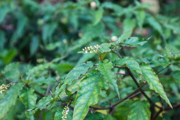 a close up of rivina humilis plant