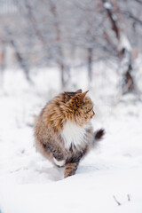 cute fluffy Siberian cat walking outdoors in winter rural yard, pet standing in snow with raised up paw to save heat, animal instinctive wisdom