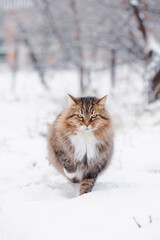 cute fluffy Siberian cat walking outdoors in winter rural yard, pet standing in snow with raised up paw to save heat, animal instinctive wisdom