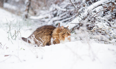 beautiful cat in winter garden, fluffy cat walking in rural yard on background of white snow, pets on nature