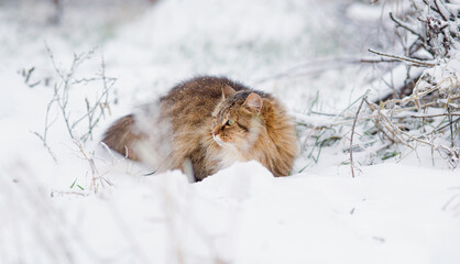 beautiful cat in winter garden, fluffy cat walking in rural yard on background of white snow, pets on nature
