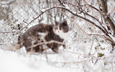 beautiful cat walking outdoors in rural yard on background of white snow, pets on winter nature rural scene