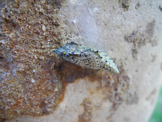 Bozzolo di farfalla bianca