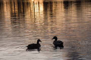 ducks on a pond with orange sunset and trees reflecting in the water