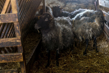 czarne owce z starej zaniedbanej oborze - obrazy, fototapety, plakaty
