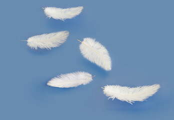 Abstract, Soft white feather floating in the air, on a blue background.