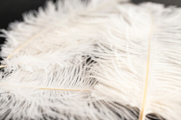 White fluffy ostrich feathers close up on craft paper background with copy space for text, soft and elegance concept