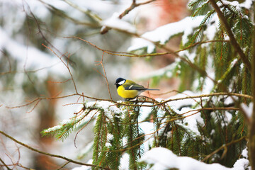 Fototapeta premium Little bird in the winter forest