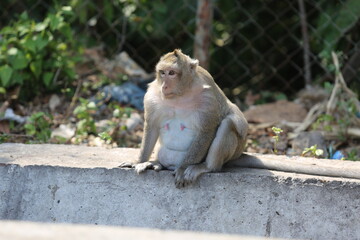 The big monkey sits and looks attentively