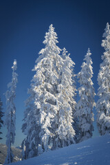 Ein frostiger Wintermorgen mit schneebedeckten Tannen und strahlend blaumen Himmel.