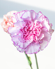 pink carnation flower