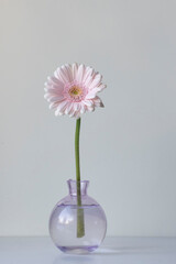pink gerbera in vase