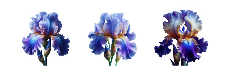Collection Set of beautiful RIS Flower, isolated over on transparent white background - obrazy, fototapety, plakaty