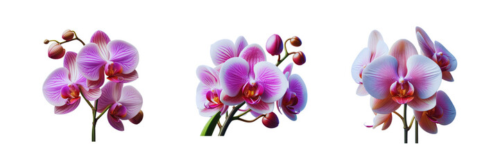 Collection Set of beautiful Orchid Flower, isolated over on transparent white background