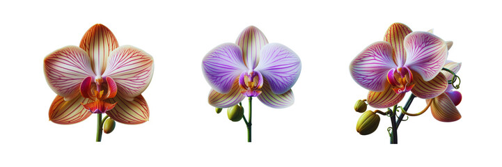 Fototapeta na wymiar Collection Set of beautiful Orchid Flower, isolated over on transparent white background