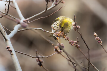 Eurasian Siskin perched on a tree branch in the morning light