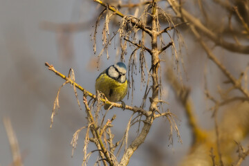 Eurasian blue tit in morning light