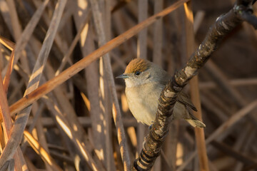 Eurasian Blackcap perched on a tree branch in the morning light