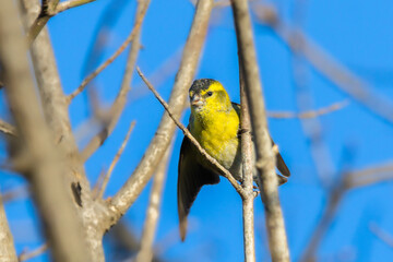 Eurasian Siskin perched on a tree branch in the morning light