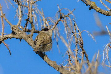 Eurasian Blackcap perched on a tree branch in the morning light
