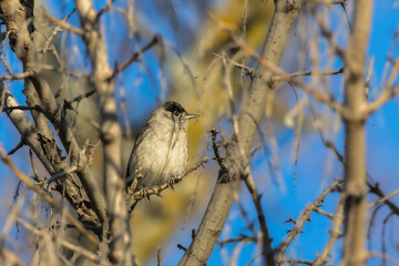 Eurasian Blackcap perched on a tree branch in the morning light