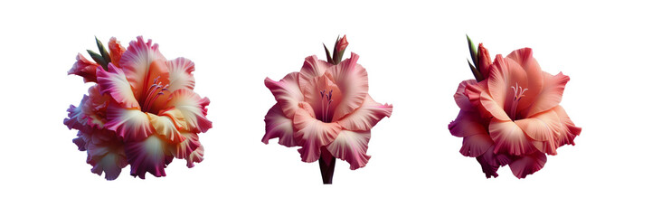 Collection Set of beautiful Gladiolus Flower, isolated over on transparent white background